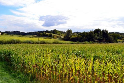 Kukurūzų Laukas, Laukai, Žemdirbystė, Gamta, Kraštovaizdis, Laukas, Dordogne, France