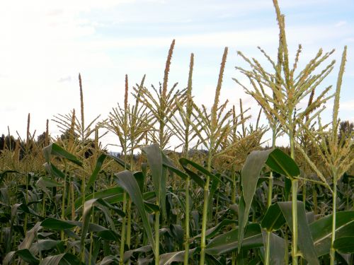Kukurūzai,  Maistas,  Žemdirbystė,  Valgyti,  Laukas,  Gamta,  Lauke,  Ekologiškas,  Kukurūzų Laukas