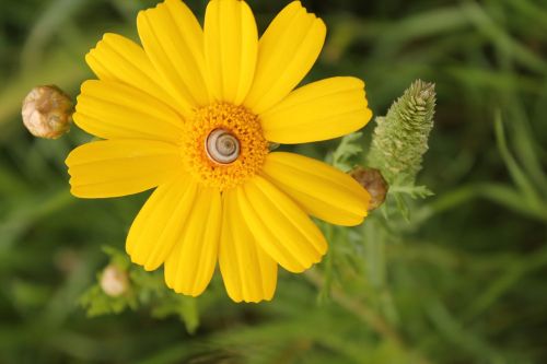 Kukurūzų Marigoldas, Coleostephus Myconis, Gėlės, Salento, Geltona, Flora, Gamta, Augalas, Italy