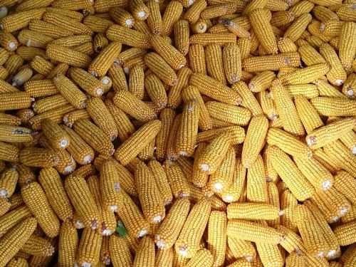 Kukurūzų Burbuolės, Derlius, Žemdirbystė, Kukurūzų Derlius, Kukurūzų Grūdai