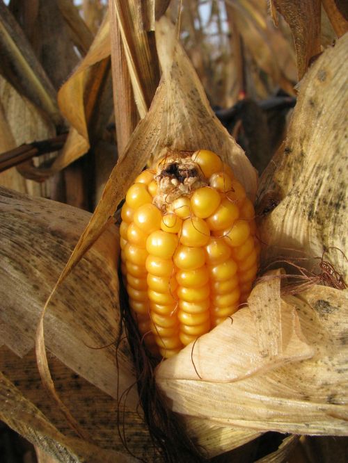 Kukurūzų Burbuolės, Kukurūzai, Augalas, Pinigai, Kukurūzų Grūdai, Pašariniai Kukurūzai, Vasaros Pabaigoje, Uždaryti