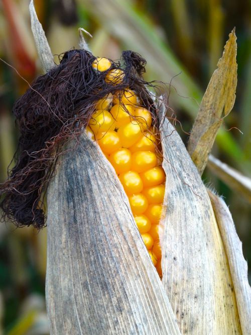 Kukurūzų Burbuolės, Kukurūzų Plaukai, Kukurūzai Ant Lazda Plaukai, Plaukai, Kukurūzai, Kukurūzų Augalas