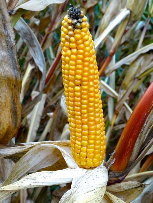 Kukurūzų Burbuolės, Kukurūzai, Kukurūzų Augalas, Derliaus Metas, Derlius, Kukurūzų Derlius