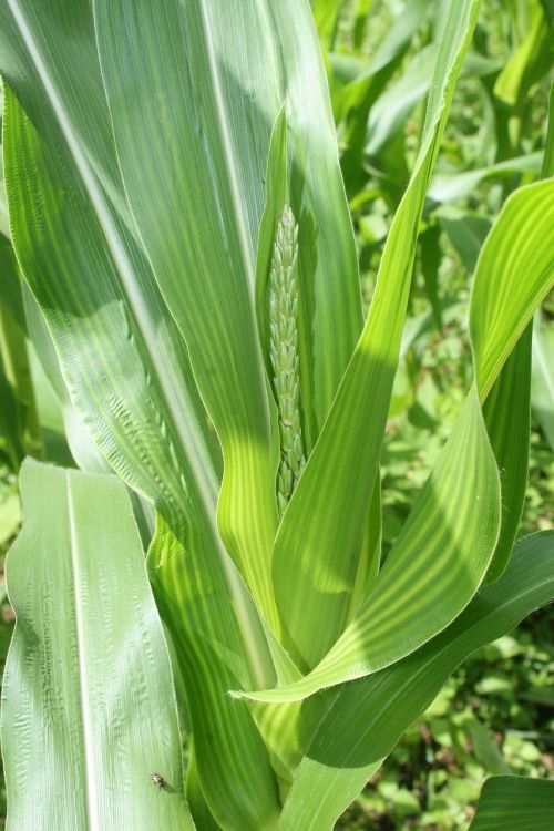 Kukurūzų Augalas, Ūkininkavimas, Sodininkystė, Sodas, Žalias, Kaimas, Ekologiškas