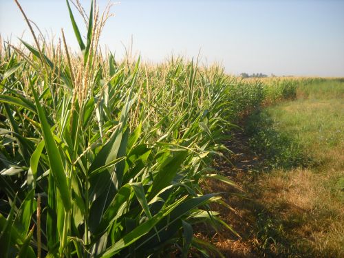 Kukurūzai,  Augalai,  Laukas,  Ūkis,  Žemdirbystė,  Kukurūzų Augalai