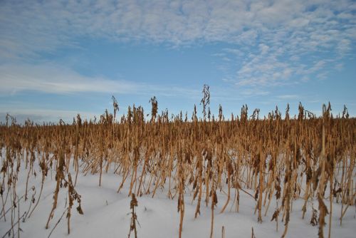 Kukurūzų Laukas, Žiema, Laukas, Sniegas, Kraštovaizdis