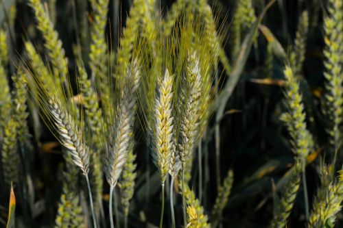 Kukurūzų Laukas, Kukurūzų Ausys, Grūdai, Getreideanbau, Žemės Ūkio Ekonomika
