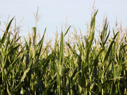 Kukurūzų Laukas, Kukurūzai, Ariamasis, Maistas, Žemdirbystė