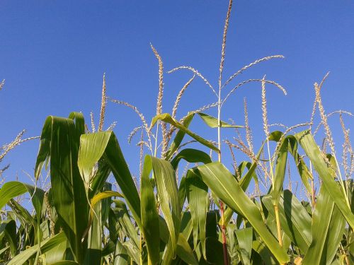 Kukurūzų Laukas, Gamta, Žemdirbystė, Kukurūzų Lapai
