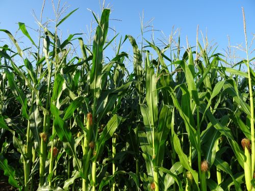 Kukurūzų Laukas, Gamta, Žemdirbystė, Kukurūzai, Kukurūzų Augalai, Pašariniai Kukurūzai, Naminių Gyvūnėlių Maistas