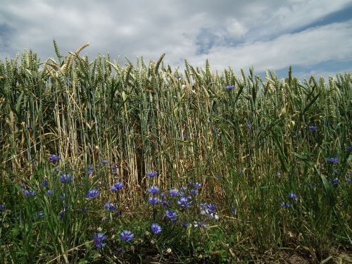 Kukurūzų Laukas, Laukas, Grūdai, Grūdai, Ausis, Rugiagėlė, Mėlynas, Vasara, Debesys, Javai