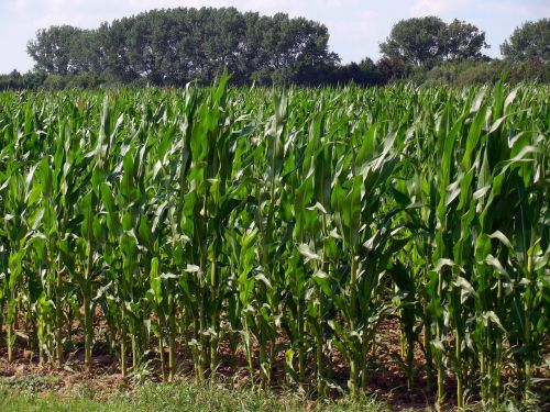 Kukurūzų Laukas, Kukurūzai, Laukas, Žemdirbystė, Kukurūzų Burbuolės, Derlius, Ariamasis, Kukurūzų Augalai