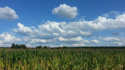 Kukurūzų Laukas, Kukurūzai, Žemdirbystė, Laukas, Debesys, Dangus, Vasara