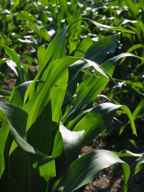 Kukurūzų Laukas, Kukurūzų Auginimas, Žemdirbystė, Kukurūzų Lapai, Kukurūzai, Žalias, Laukas, Pašariniai Kukurūzai, Grūdai, Maistas, Naminių Gyvūnėlių Maistas, Lapai, Zea Mays