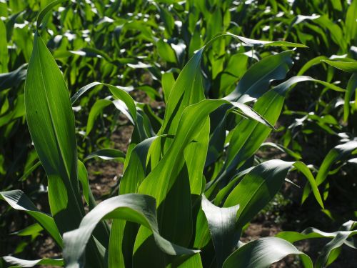 Kukurūzų Laukas, Kukurūzų Auginimas, Žemdirbystė, Kukurūzų Lapai, Kukurūzai, Žalias, Laukas, Pašariniai Kukurūzai, Grūdai, Maistas, Naminių Gyvūnėlių Maistas, Lapai