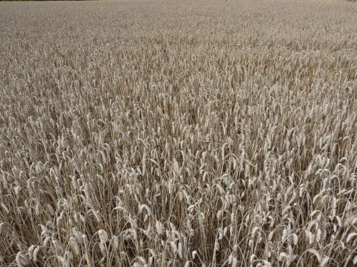 Kukurūzų Laukas, Vasara, Augalas, Gamta, Vokietija