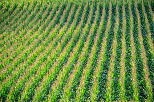 Kukurūzų Laukas, Kukurūzai, Laukas, Kukurūzų Augalai, Kraštovaizdis