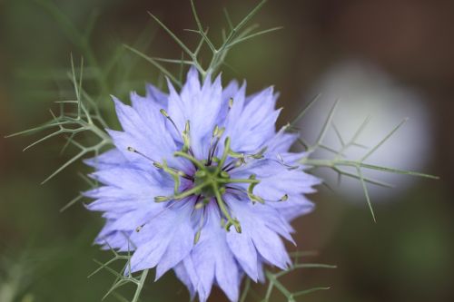 Rugiagėlė, Violetinė, Žiedas, Žydėti, Gėlė, Violetinė, Gamta, Sodas, Vasara, Augalas, Uždaryti, Grūdai, Grūdai, Ausis, Žemdirbystė, Laukinė Gėlė, Žydėjo, Kraštovaizdis, Kukurūzų Laukas