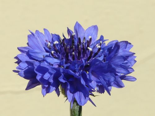 Rugiagėlė, Mėlynas, Gėlė, Žiedas, Žydėti, Vasara, Centaurea Cyanus, Zyane, Knapweed, Centaurea, Kompozitai, Asteraceae