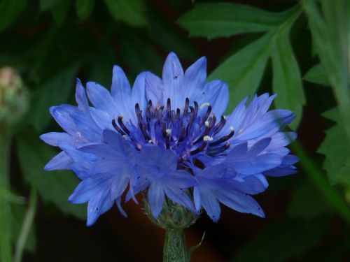 Rugiagėlė, Mėlynas, Gėlė, Žiedas, Žydėti, Vasara, Centaurea Cyanus, Zyane, Knapweed, Centaurea, Kompozitai, Asteraceae