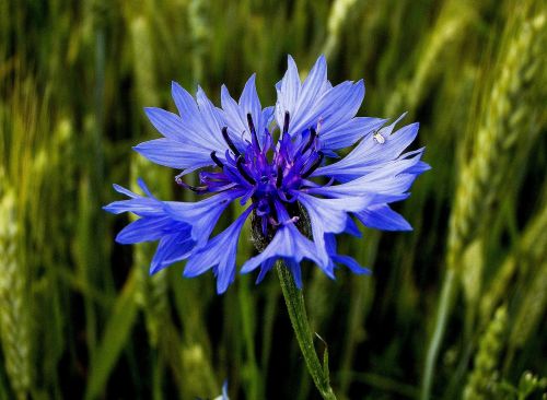 Rugiagėlė, Bluebottle, Gėlė, Mėlynas, Augalas, Vasara, Gamta, Laukas, Žiedas, Žiedlapis, Spalva, Wildflower, Žydėti, Natūralus, Makro, Šviežias, Kukurūzų Gėlė, Iš Arti, Žalias, Žolė, Botanika, Pieva, Flora