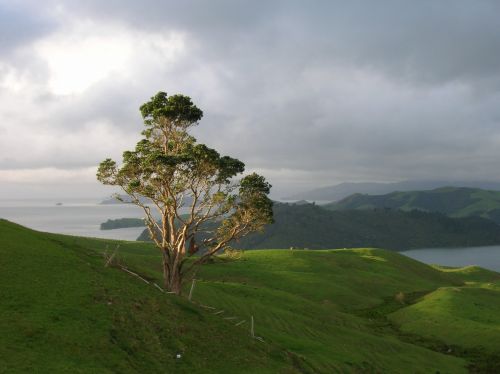 Koromandelis,  Nauja & Nbsp,  Zealand,  Medis,  Šiaurė & Nbsp,  Sala,  Koromandelio Pusiasalis