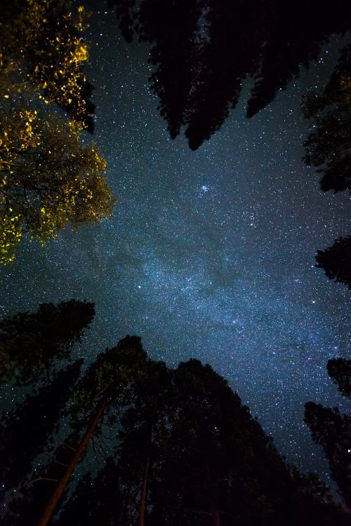 Kosmosas, Naktis, Dangus, Žvaigždės, Medžiai