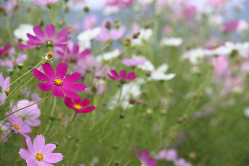 Cosmos,  Ruduo,  Kristi,  Gėlės,  Ruduo