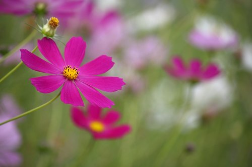 Cosmos,  Ruduo,  Kristi,  Gėlės,  Ruduo