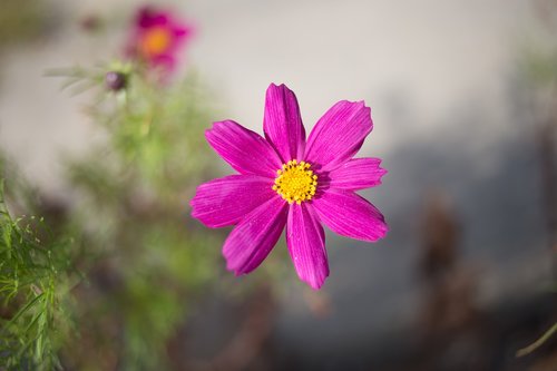 Cosmos,  Ruduo,  Vasara,  Gėlės