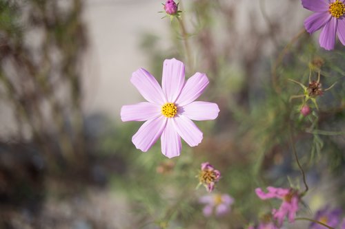 Cosmos,  Gėlės,  Vasara,  Ruduo,  Vainiklapis