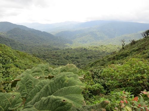 Kosta Rika, Monteverde, Džiunglės