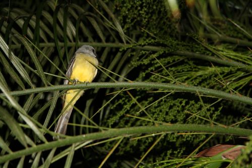Costa & Nbsp,  Rica,  Paukštis,  Kosta Rika Paukštis