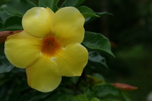 Costa & Nbsp,  Rica,  Gėlės,  Geltona,  Kosta Rika Gėlės