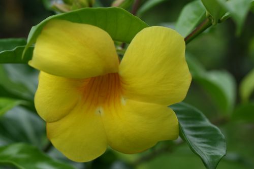 Costa & Nbsp,  Rica,  Gėlės,  Geltona,  Kosta Rika Gėlės