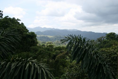 Costa & Nbsp,  Rica,  Medžiai,  Peizažas,  Miškas,  Kosta Rika Medžiai