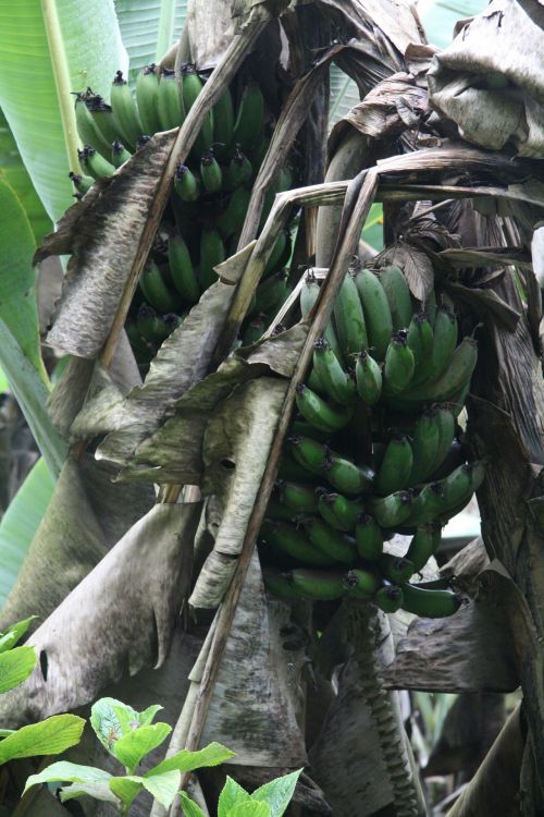 Costa & Nbsp,  Rica,  Laukiniai,  Bananai,  Vaisiai,  Kosta Rika Laukiniai Bananai