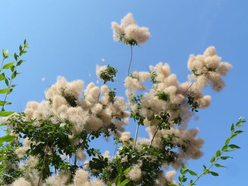 Cotinus, Gamta, Gėlės, Dangus, Augalai, Vasara, Mėlynas