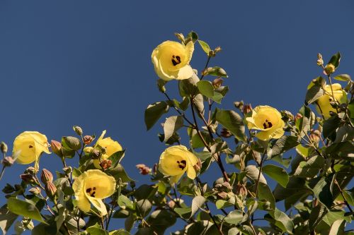 Medvilnės Medis, Hibiscus Tiliaceus, Gėlės, Geltona, Medis, Queensland, Australia, Subtropinis, Mėlynas Dangus, Žiedas