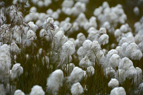 Cottongrass, Augalas, Balta, Cyperaceae, Stengel, Žolė, Purus, Vilnonis, Medvilnė, Gamta, Iceland