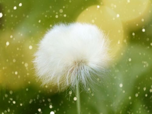 Cottongrass, Scheuchzer Wollgras, Žiedas, Žydėti, Minkštas, Atvirukas