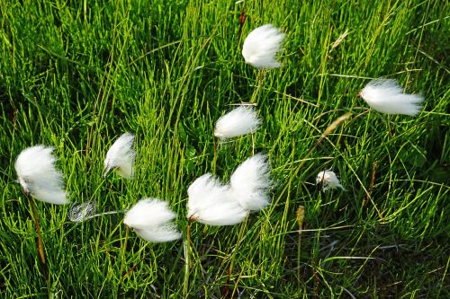 Cottongrass, Iceland, Vilnonis, Balta, Žolė