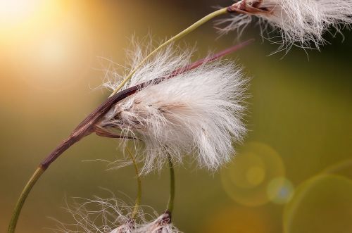 Cottongrass, Minkštas, Purus, Balta, Vilna Schopf, Alpine Cottongrass, Plaukuotas, Gamta, Augalas, Uždaryti, Apšvietimas