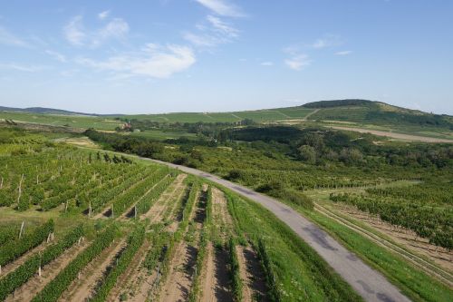 Šalis, Vynuogynas, Tokaj, Slovakija, Vynuogių Auginimas