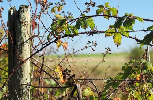 Kaimas, Tvora, Pranešimas, Lapai, Spygliuota Viela, Kaimas, Laukas, Kraštovaizdis, Gamta, Lauke, Vasara, Pieva, Dangus, Žalias, Žemdirbystė, Šalis, Žolė, Vaizdingas, Medinis, Peizažas, Brambles