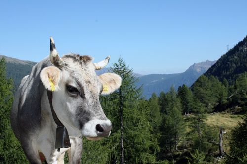 Karvė, Gyvūnas, Tyrol, Žygiai, Kalnai, South Tyrol, Alm, Kalnas
