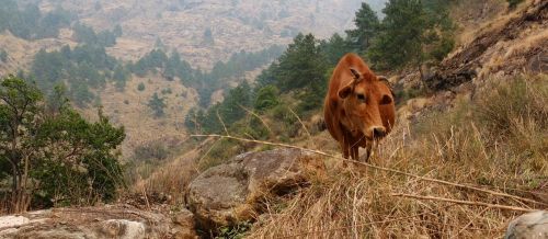 Karvė, Kalnas, Gamta, Nepalas