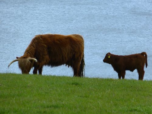 Karvė, Veršelis, Jautiena, Škotiškas Hochlandrindas, Highland Beef, Gyvūnas