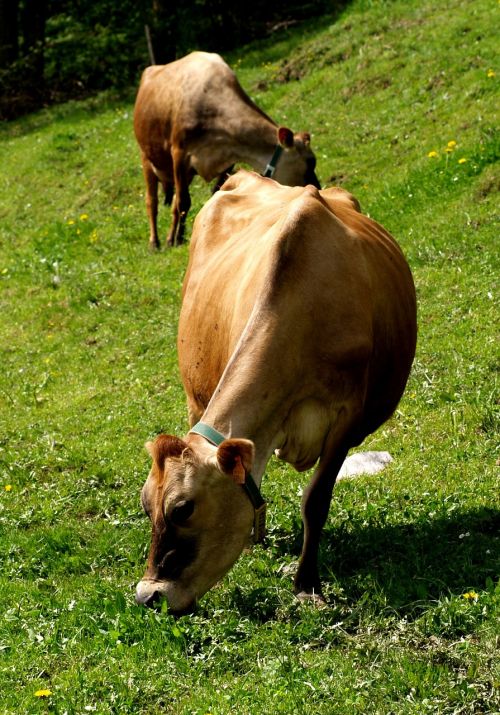 Karvė, Gyvūnai, Alm, Gamta, Žinduolis