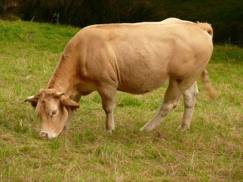 Karvė, Aquitaine, Aquitaine Blondinai, Vasara, Prairie